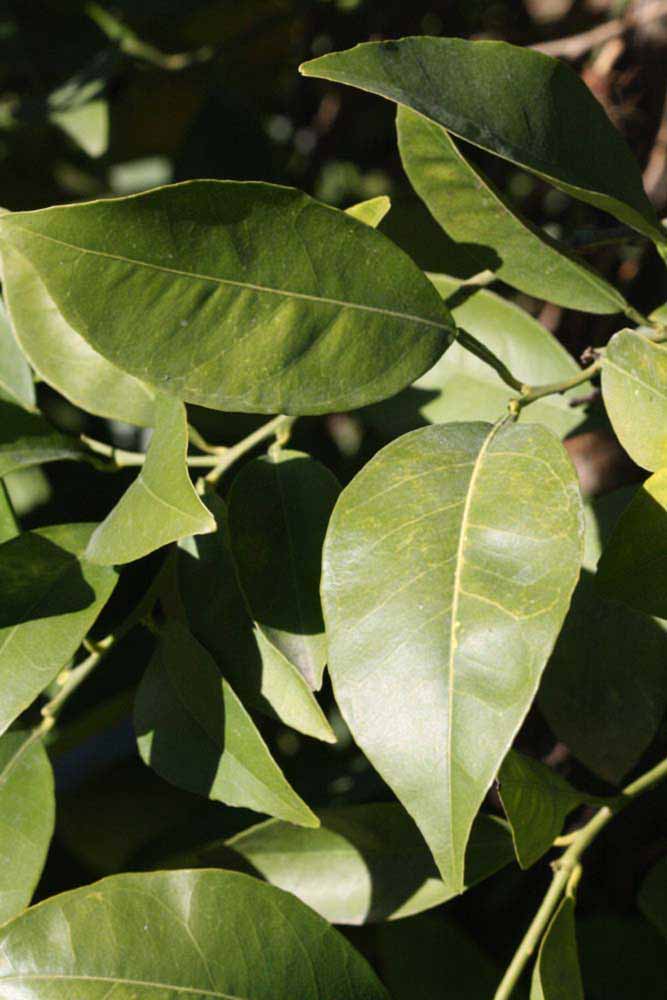            Sun leaves (Riverside, CA)   